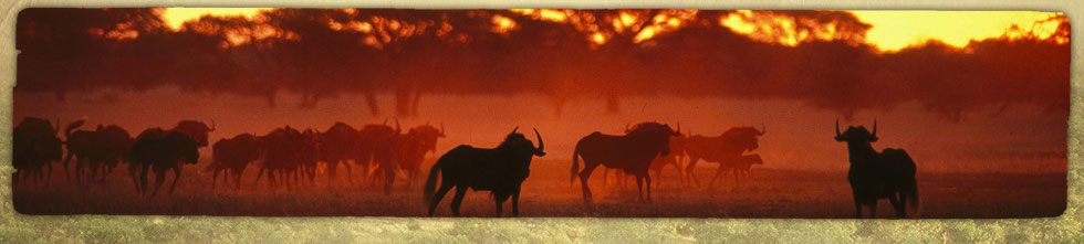 limpopo-province-wildebeest.jpg